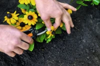 Garden_Action_Solid_Snip pruning_floral_SP14_1051601_2.jpg