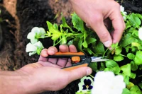 Garden_Action_Solid_Snip_pruning_microtip_SP13_1051600.jpg