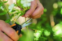 Garden_Action_Solid_Snip_pruning_microtip_SP13_1051600_2.jpg